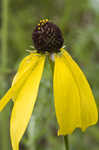 Pinnate prairie coneflower